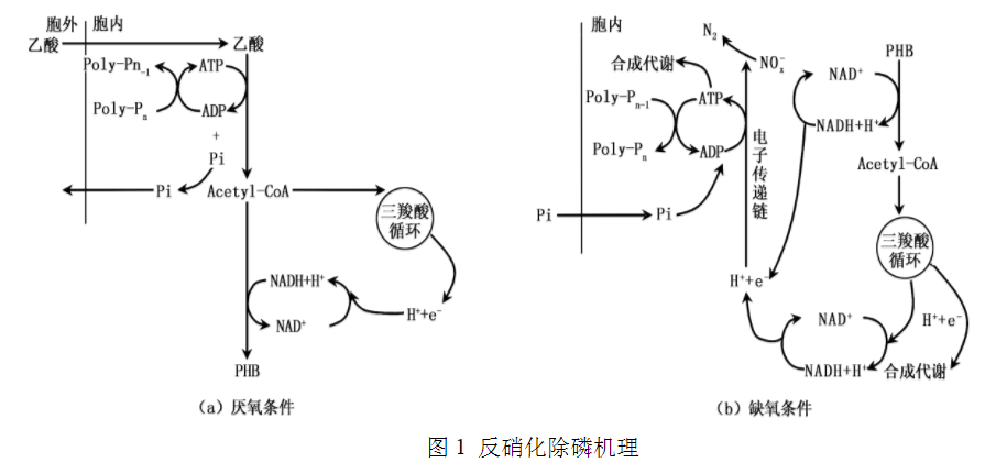 污水处理反硝化除磷机理